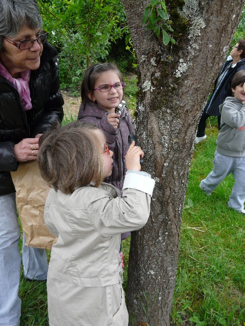 Les insectes se cachent sous les écorces